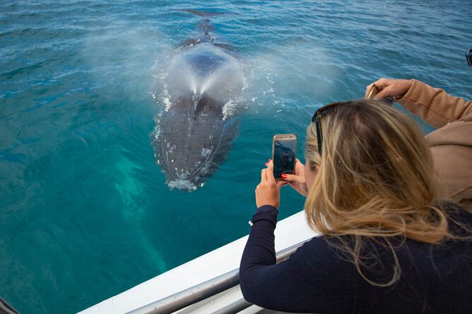 Hervey Bay Ultimate Whale Watching Cruise - Price and logistics: what you’re paying for (and what you’re not)