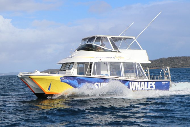 Hervey Bay Whale Swim and Watch - Key points before you go