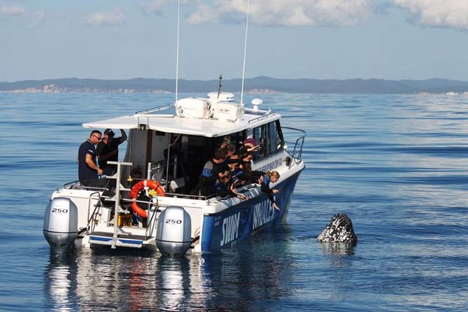 Hervey Bay Whale Swim and Watch - Your day on the water in Hervey Bay: what you’re really buying