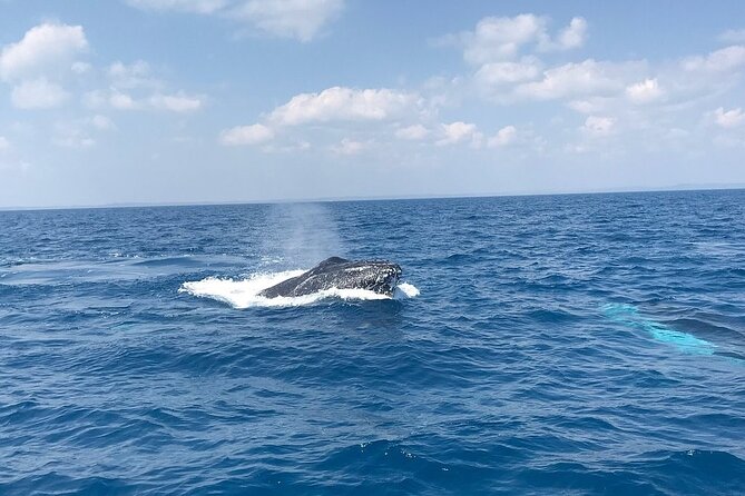 Hervey Bay Whale Swim and Watch - Whale watch success: how the boat search works in real life