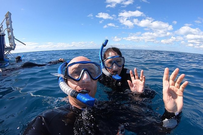 Hervey Bay Whale Swim and Watch - When whales cooperate: what the best moments look like
