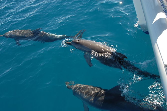 Hervey Bay Whale Swim and Watch - Lunch, hot drinks, and snacks: the calm part of a wild day