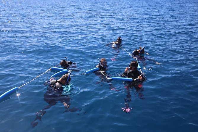 Hervey Bay Whale Swim and Watch - Check-in, marina start, and getting set up fast