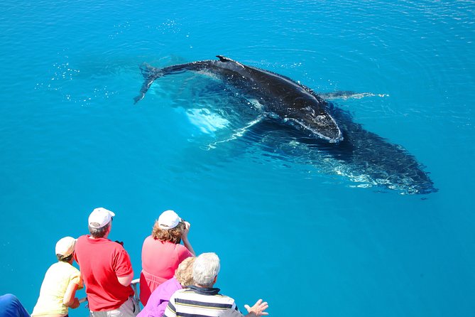 Hervey Bay Whale Watching Cruise - A 4-hour Hervey Bay catamaran built for real whale time