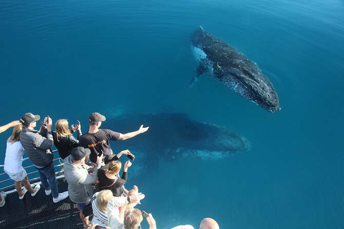 Hervey Bay Whale Watching Cruise - Hydrophones plus live commentary in six languages