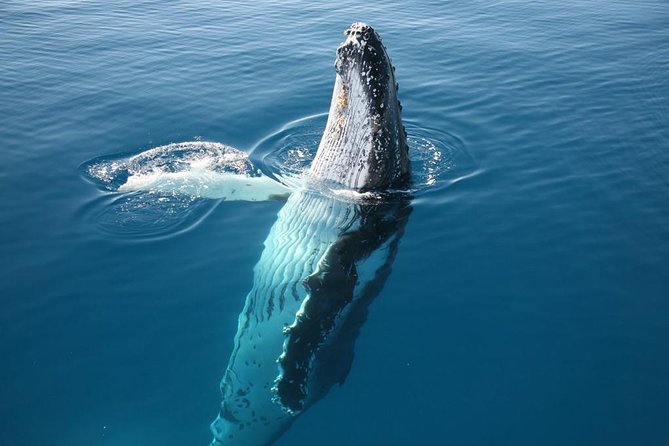 Hervey Bay Whale Watching Cruise - What happens once you’re out there: pods, closeness, and timing