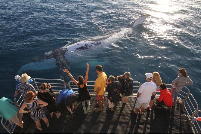 Hervey Bay Whale Watching Cruise - The whale sightings guarantee (and how to use it)