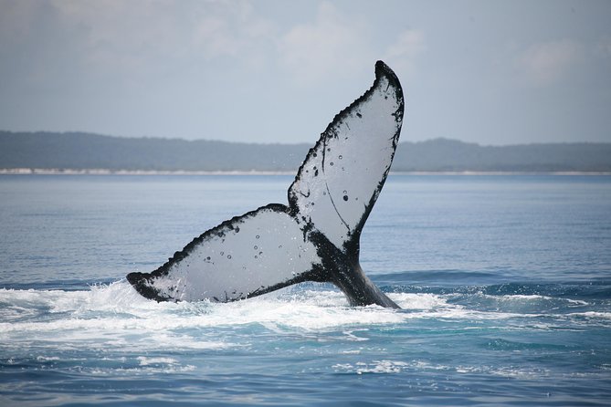 Hervey Bay Whale Watching Cruise - Kids’ activities and why the cruise feels manageable for families
