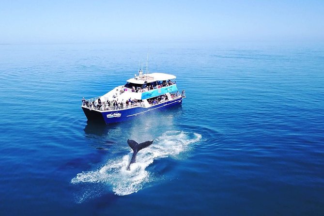 Hervey Bay Whale Watching Cruise - How the 4 Hours Typically Feel: From Marina Exit to Whale Moments