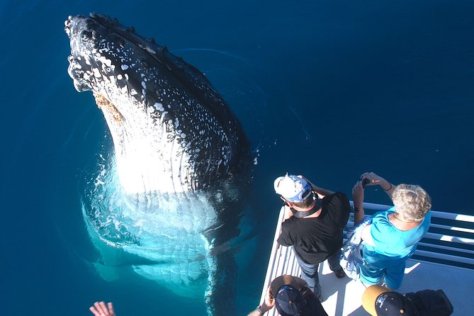 Hervey Bay Whale Watching Experience - Hervey Bay’s Humpbacks Feel Close for a Reason