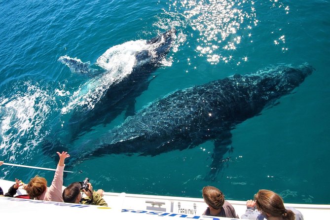 Hervey Bay Whale Watching Experience - Where You Go: Great Sandy Straits to Platypus Bay and K’gari Coasts
