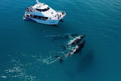 Hervey Bay Whale Watching Experience - The Boat Experience: Comfort, Visibility, and Staying Uncrowded