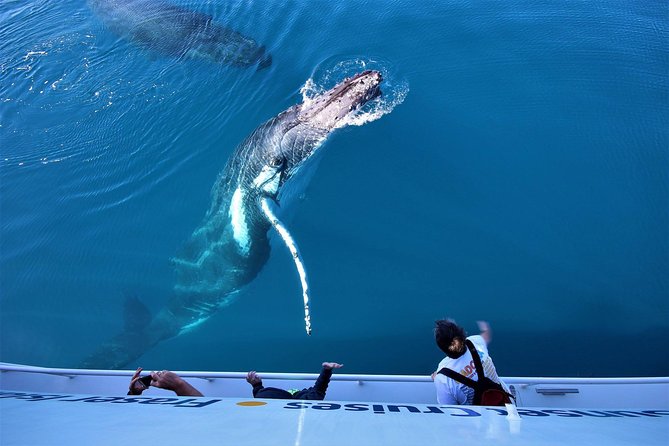 Hervey Bay Whale Watching Experience - Hydrophone Listening and Underwater Cameras: Why This Tour Feels Different