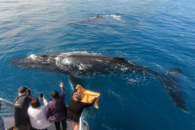 Hervey Bay Whale Watching Experience - Morning vs Afternoon + Sunset: Choosing the Right Departure