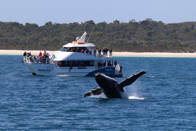 Hervey Bay Whale Watching Experience - Practical Tips That Make the Cruise Easier
