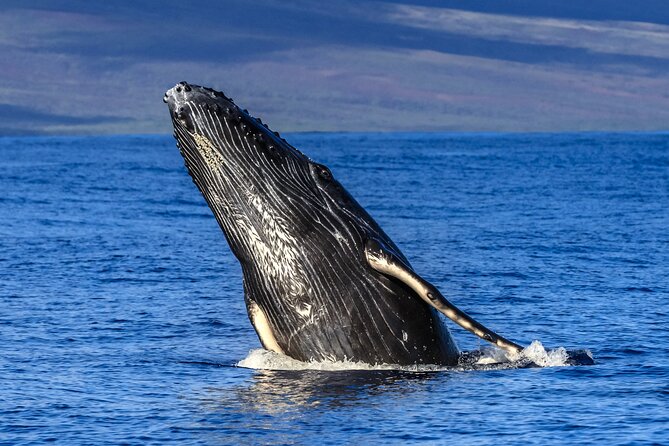 HIGH QUALITY Whale Watch Adventure Aboard Luxury Super Raft - Super Raft vs. Bigger Boats: Why This Ride Feels Different