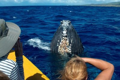 HIGH QUALITY Whale Watch Adventure Aboard Luxury Super Raft - The Whale-Seeing Basics: What You’re Likely to Spot