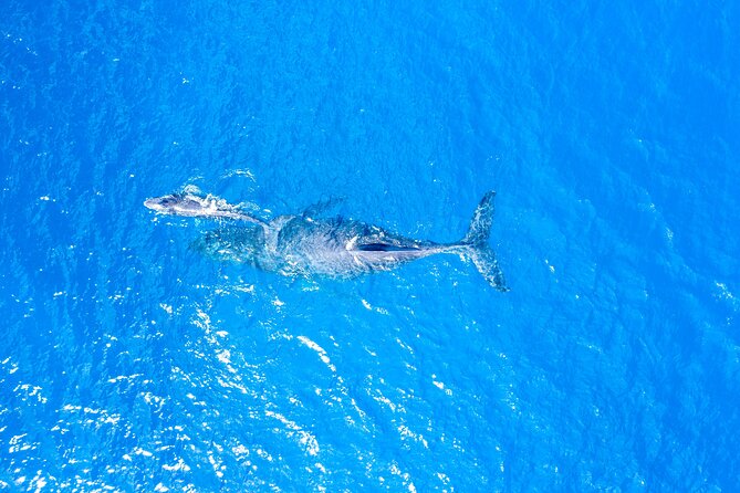 HIGH QUALITY Whale Watch Adventure Aboard Luxury Super Raft - How Your Time Works: From Maalaea to Maui Ocean Center