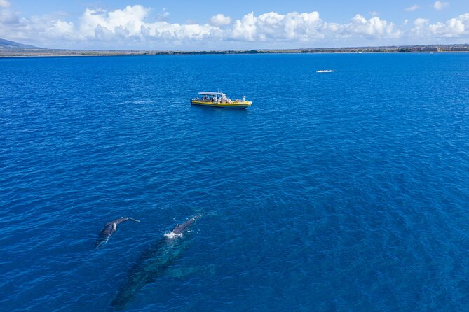 HIGH QUALITY Whale Watch Adventure Aboard Luxury Super Raft - Who the Crew Is Matters: Captain Brad, Jen, Ryan, Garrett