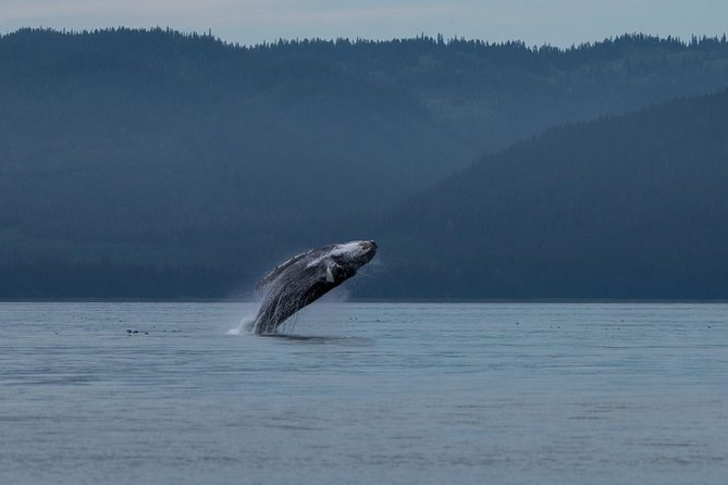 Hoonah Whale Tours in Icy Strait - Key things to know before you go