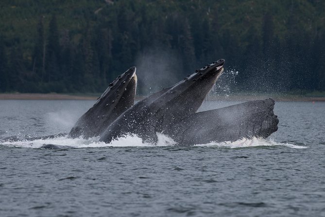 Hoonah Whale Tours in Icy Strait - The 3-hour plan on Icy Strait: how you spend your time