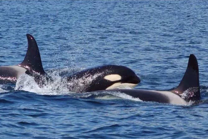 Hoonah Whale-Watching Cruise - Near Icy Strait Point - Key things to know before you go