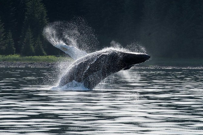Hoonah Whale-Watching Cruise - Near Icy Strait Point - Arriving on time: Icy Strait Excursions Hub to Hoonah boat boarding
