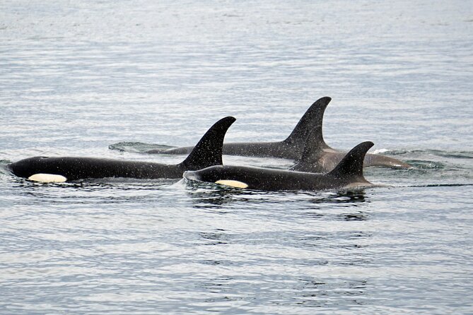 Hoonah Whale-Watching Cruise - Near Icy Strait Point - Beyond whales: the bonus wildlife you can actually plan for