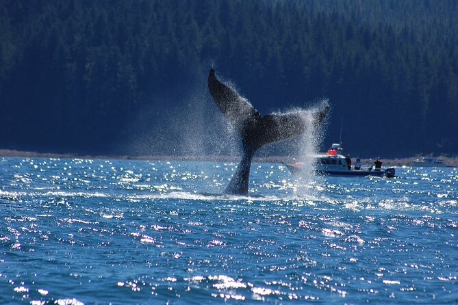 Hoonah Whale-Watching Cruise - Near Icy Strait Point - The crew and guides: captains who turn sightings into stories
