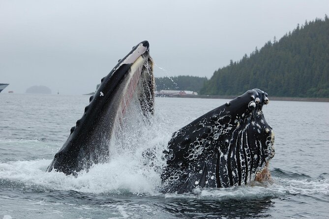 Hoonah Whale-Watching Cruise - Near Icy Strait Point - After the cruise: choosing town time or heading back to the ships