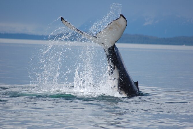 Hoonah Whale-Watching Cruise - Near Icy Strait Point - Price check: is $225 worth it?