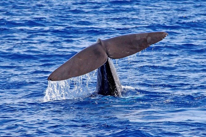Hop-on Hop-off Bus Tour and Catamaran Whale & Dolphin Watching - Included extras: Madeira wine, Bordal embroidery, and discounts