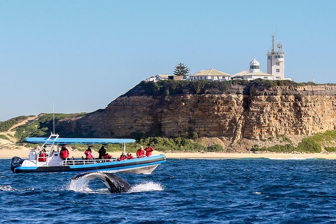 Humpback Whale Encounter Tour from Newcastle - Key things to know before you go