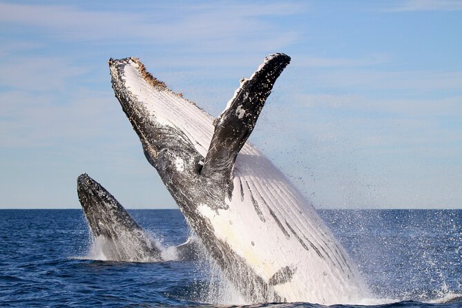 Humpback Whale Encounter Tour from Newcastle - Why this Newcastle whale cruise feels worth the money