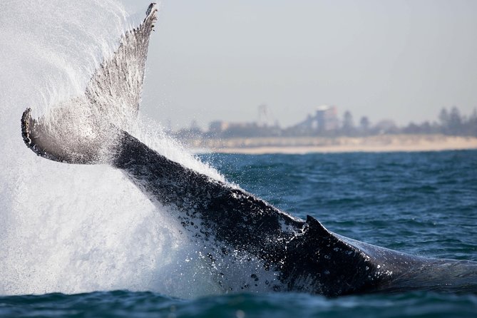 Humpback Whale Encounter Tour from Newcastle - FAQ