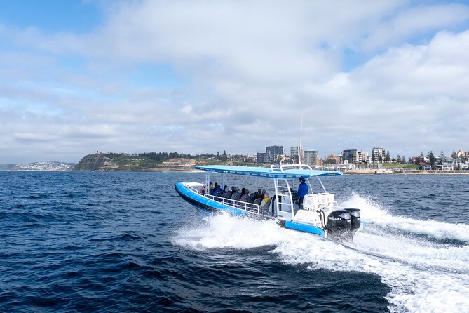 Humpback Whale Encounter Tour from Newcastle - What you’ll actually spot: breaching, fin slaps, and whale families