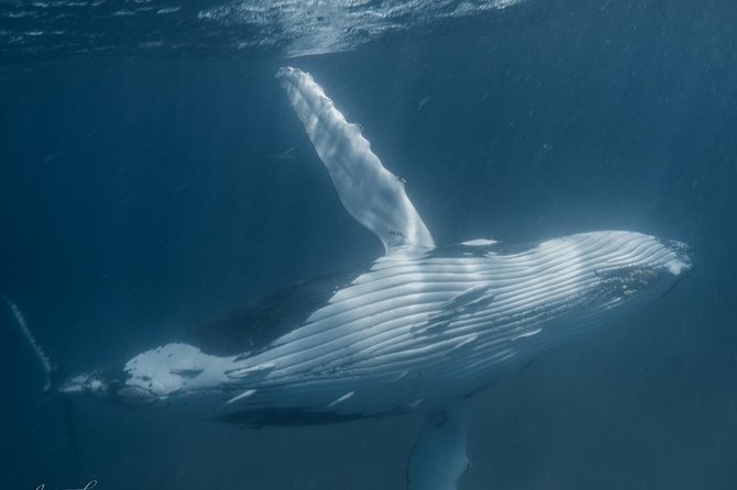 Humpback Whale Safari - Key highlights you should clock before you go
