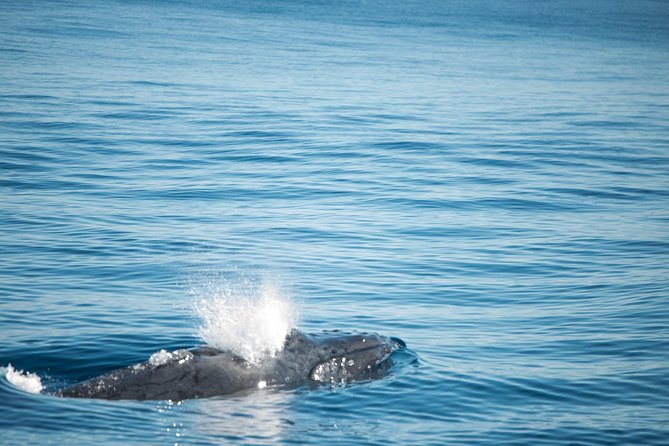Humpback Whale Safari - The full-day boat experience near Ningaloo Reef