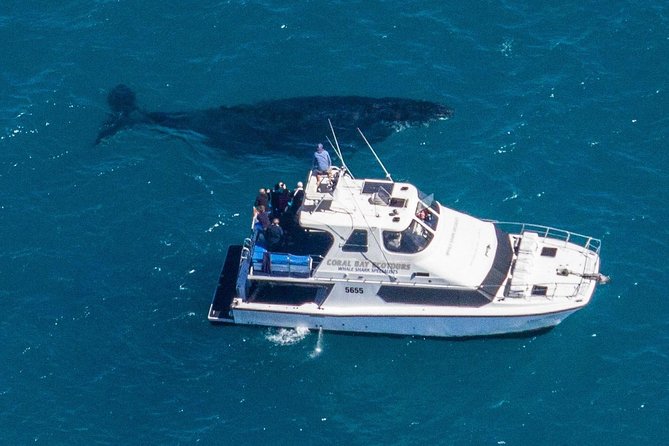 Humpback Whale Safari - Price of $466: what you’re really paying for