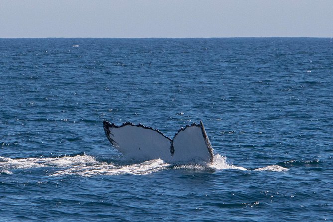 Humpback Whale Safari - Who this humpback safari fits best