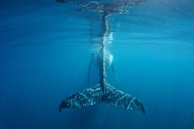 Humpback Whale Safari - Swimming with humpbacks: how it works when conditions allow