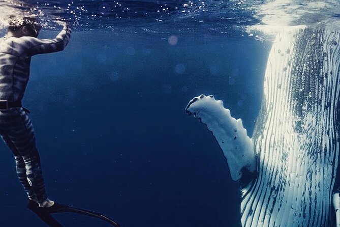 Humpback whale watching and marine life in Moorea - Key Things That Make This Tour Worth Your Time