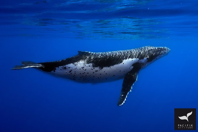 Humpback whale watching and marine life in Moorea - Humpback Whale Season in Moorea: When Your Chances Are Best