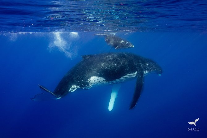 Humpback whale watching and marine life in Moorea - Guides and Captains: The Difference Between Seeing and Understanding