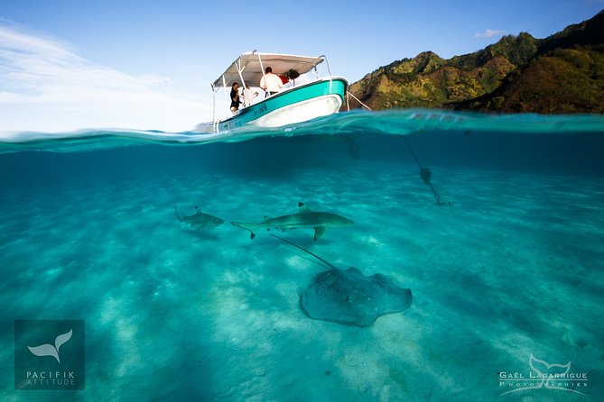 Humpback whale watching and marine life in Moorea - Swimming With Humpbacks: What’s Realistic and What to Expect