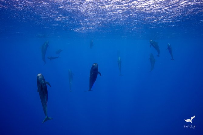 Humpback whale watching and marine life in Moorea - Moorea’s Marine Life: The Lagoon Has More Than One Star