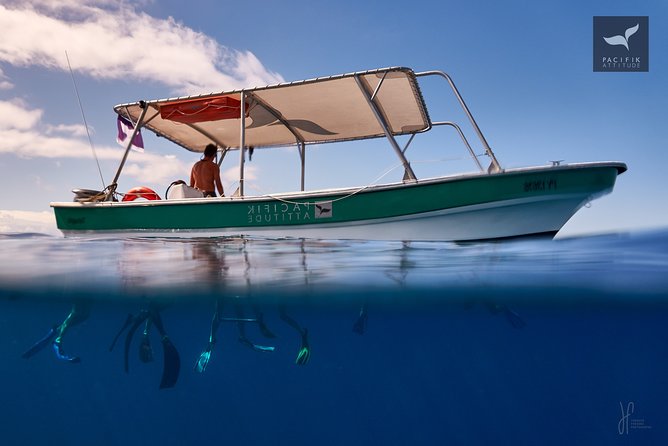 Humpback whale watching and marine life in Moorea - Price and Value: Is $327.95 Worth It?