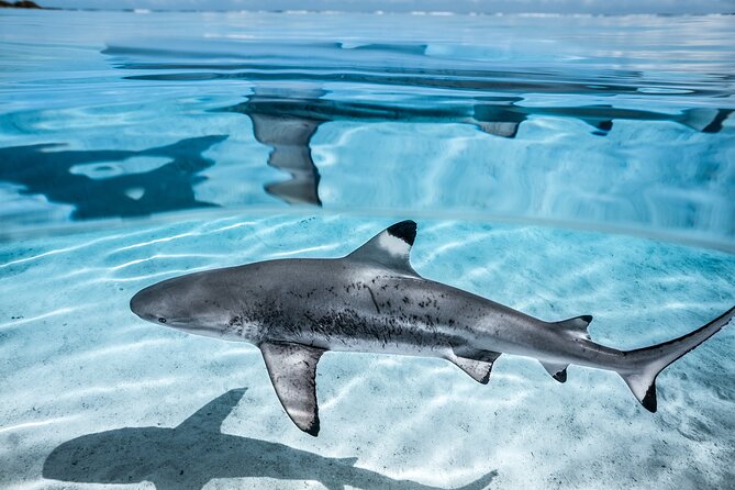 Humpback whale watching and marine life in Moorea - Weather, Ocean Swell, and Flex Plans