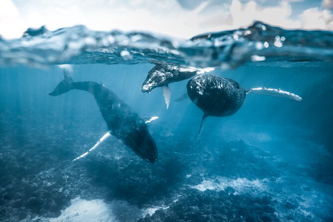 Humpback whale watching and marine life in Moorea - The 3-Hour Flow: How the Time on the Water Works