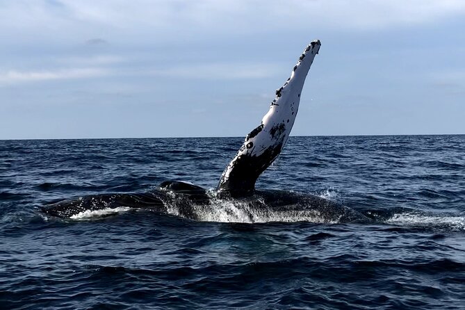 Humpback Whale Watching • Private Tour • Punta Mita - Key Things That Make This Punta Mita Whale Tour Worth Your Time
